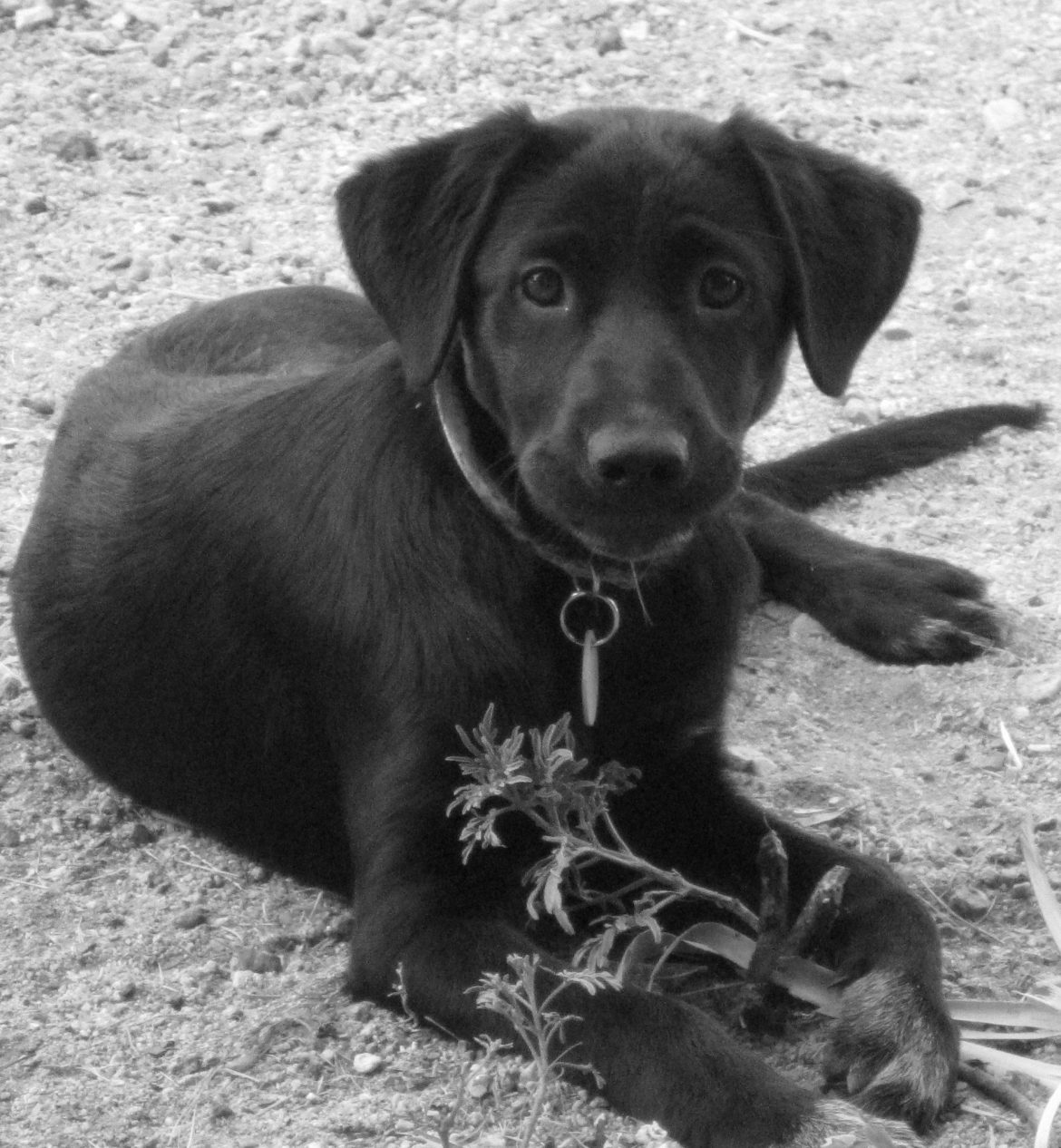 Crop BW IMG_0420